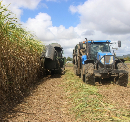 The plantations that shaped the island
