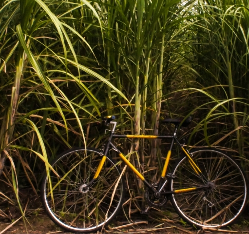 How sugarcane arrived in Mauritius
