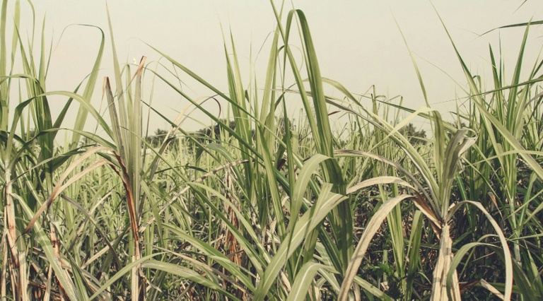 The Sugar Legacy of Mauritius