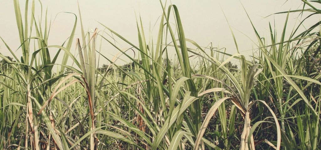 The Sugar Legacy of Mauritius